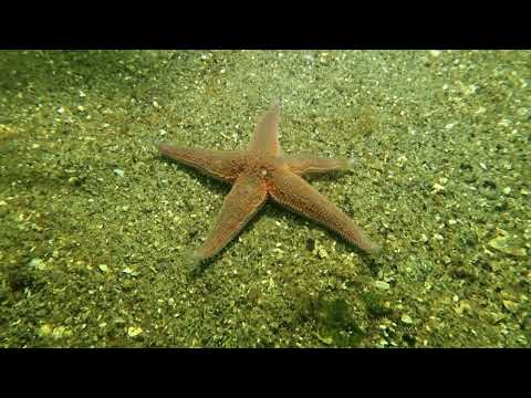 Tauchen im Hidrasund - Norwegen