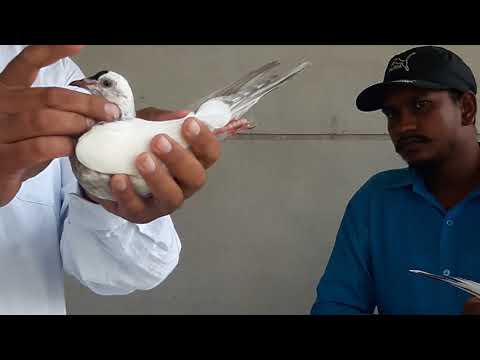 Jasvir and  Sunil comes for chicks and I gave him 9 chicks by Babbu Kainth 8872117070