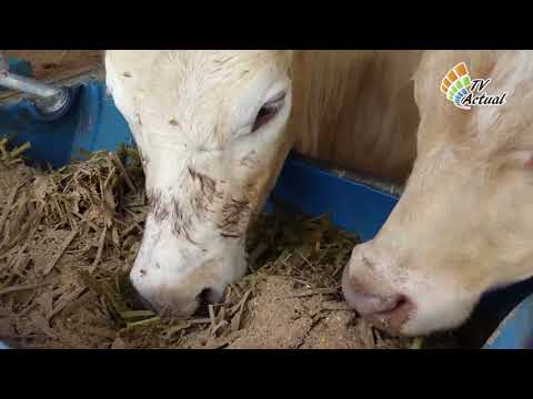 Ganadera San Francisco