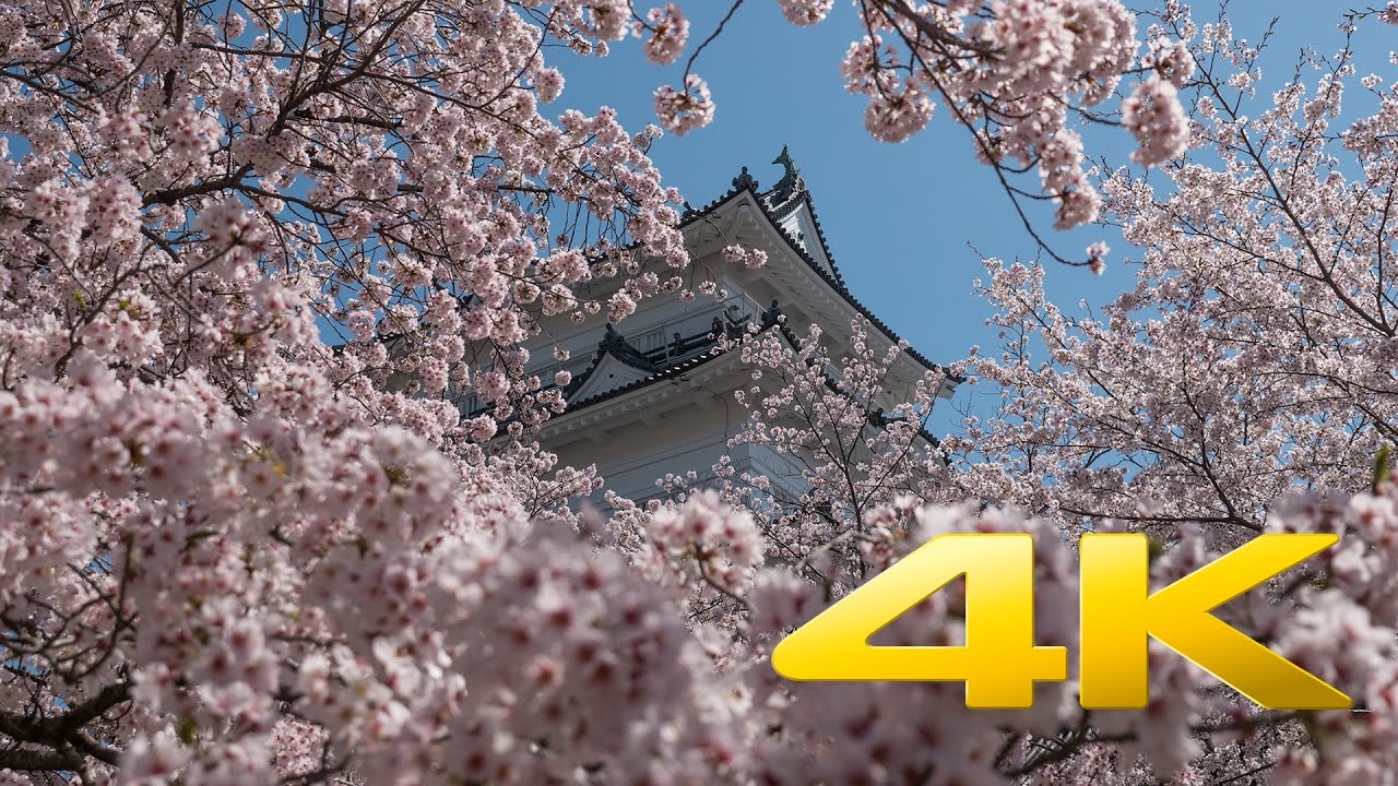 Odawara Castle and Cherry Blossoms
