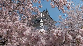 Odawara Castle and Cherry Blossoms video preview
