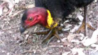 preview picture of video 'Naked Brush Turkeys near entrance of LCRTP Sydney'