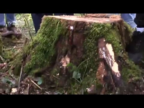 Pilz sorgt für Eschen-Sterben im Mooswald