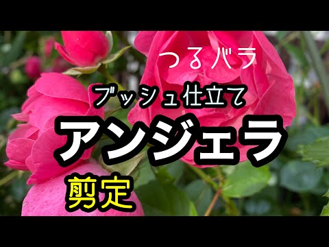 低木バラ「アンジェラ」 植物