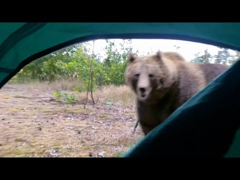 Bear Attacked Me In My Tent