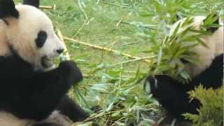 preview picture of video 'Pandas du zoo Parc de Beauval 2012 HD'