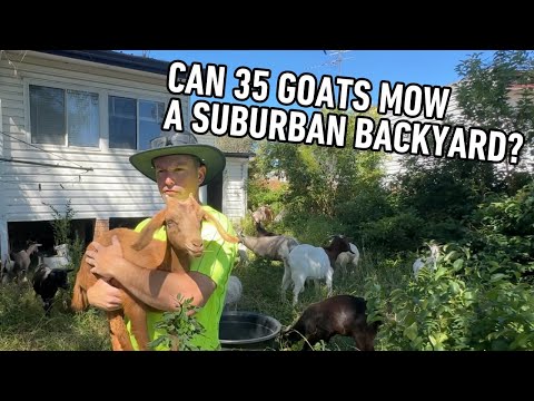 35 Goats VS Backyard that hasn't been touched in 5 YEARS!
