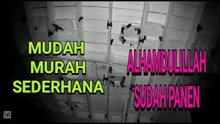Download lagu METODE MUDAH SEDERHANA ALHAMDULILLAH SDH PANEN mp3