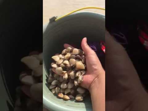 Ngebak nggelati lamis