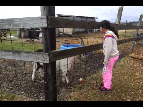 Manizha Doro Kosimi feeding goats