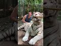 Thailand Tiger Kingdom Chiang Mai 100 Scariest Yet Rewarding Encounter TigerKingdom Thailand