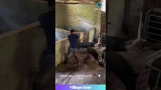 Download lagu WILD PIG CHASE! 🐖 Farmer vs Beast - WHO WINS?! 🤯 #pigchase #dangerousjobs #parkour #viral mp3 Download lagu WILD PIG CHASE! 🐖 Farmer vs Beast - WHO WINS?! 🤯 #pigchase #dangerousjobs #parkour #viral mp3