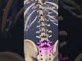 Functions Of The L5 S1 Spinal Motion Segment