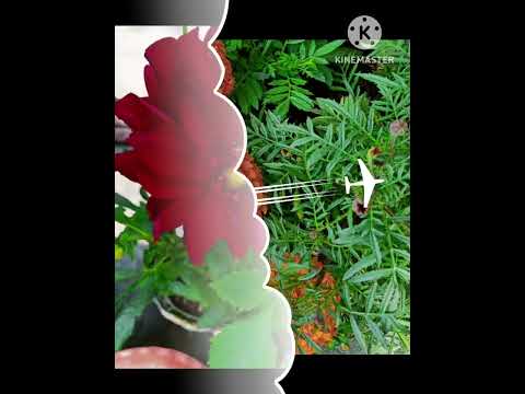 Our Different Flowers Collection #rose #redrosereadings #Differentcolurrose