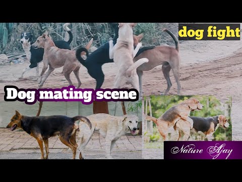 Dog mating scene//dog first//naughty dog | Natural video|animal | Nature Ajay 