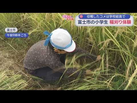 YouTube Video 「ちゃんと育ってくれてうれしい」　児童が植え育てた稲を刈り入れ　静岡・富士市