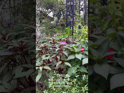 灰が好きな植物は何ですか?完全なガイド  庭園