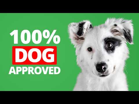 20 Magical Sounds That Make Dogs Happy 🐶