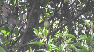 preview picture of video 'Birds of Brazil - Flycatchers, Tyrannulets, Tyrants'