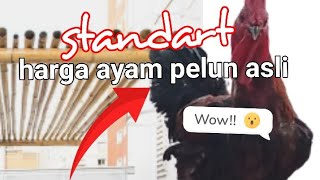 Download lagu PRICE OF ORIGINAL CIANJUR PELUNG CHICKEN IN VARIOUS MARKETS mp3