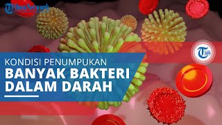 Bakteremia, Kondisi di Mana Ada Penumpukan Bakteri dalam Aliran Pembuluh Darah