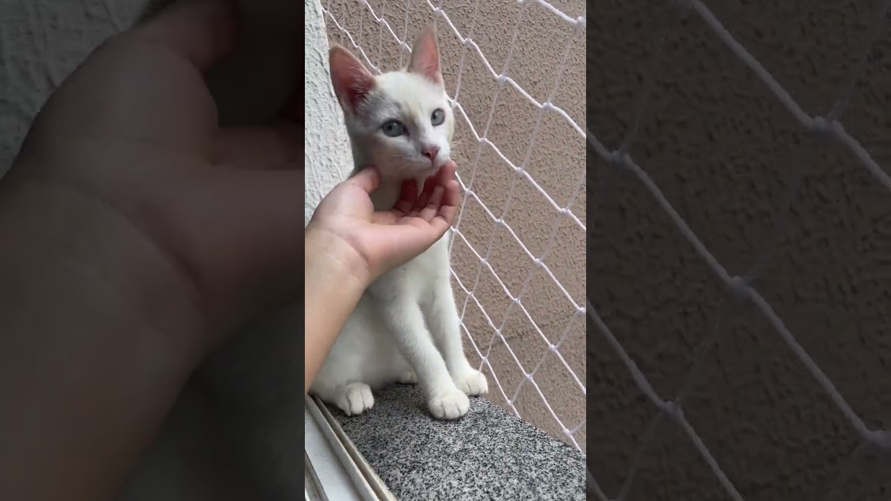 Gato raça SRD-ViraLata idade 2 a 6 meses nome Nick 
