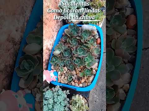 #Cidade de Cachoeira do Sul #Rio Grande do Su#shortsyoutube l