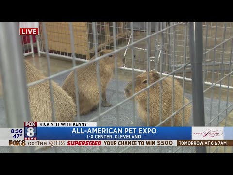 Otters, capybaras and Kenny kick it at the All American Pet Expo - YouTube