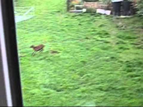 SCHUPPEN 68 - Synchron Performance - Alle Männer sind Tiere.wmv