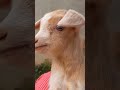 Bakri Sound