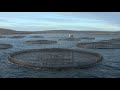 Salmon Suffering In Scottish Fish Farms