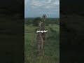 why Giraffes Are Lightning Magnets! ⚡🦒