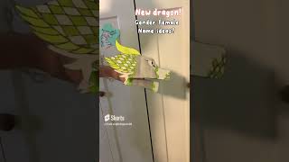 New dragon! Name ideas? *this dragon is a matching dragon with starlight dragons*