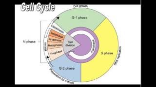 Cell Cycle Notes and Foldable Cell Cycle Notes and Foldable