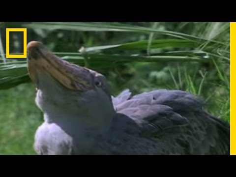 Shoebill Stork vs. Lungfish | National Geographic