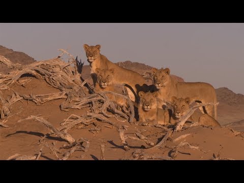 Die Wüstenlöwen der Namib 2 - Vanishing Kings - Vol. 2 @ 2017