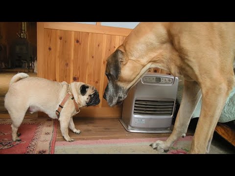 グレートデーン