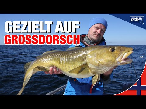 Angeln in Norwegen | Fischen auf Dorsch | Stellen, Köder, Tipps & Tricks zum Fangen | Anglerboard TV