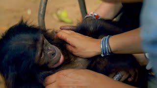 Bonobo Loves Being Tickled - Animals In Love - BBC