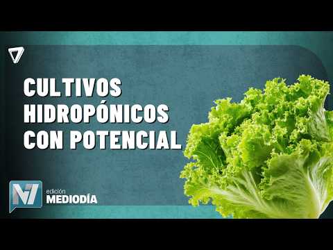 INNOVACIÓN AGRÍCOLA | General Alvear inició la cosecha de lechuga hidropónica