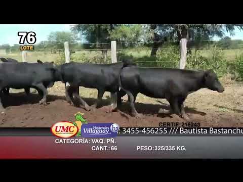 Lote 66 Vaquillonas C/ gtia de preñez en Subteniente Perín, Formosa