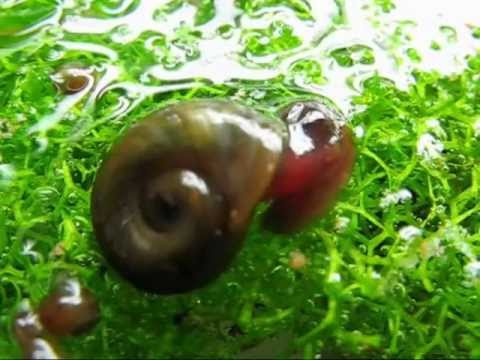 Lumache spontanee acquario dolce Melanoides Planorbarius Physa Planorbis / aquarium snails