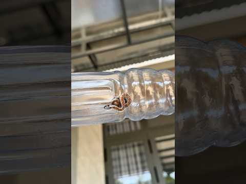 Quá bất ngờ với chú rắn con này? #shorts