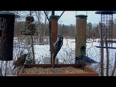 Hairy Woodpeckers Hitch To Suet Feeders For A Mid-Morning Snack | Dec. 9, 2025