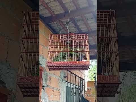 curio trolao  ananindeua para