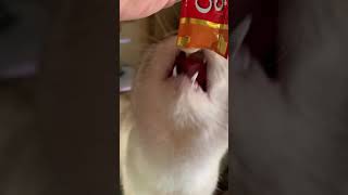 うちの猫の下からチュールタイム🐱