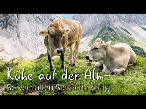 Kühe auf der Alm: So verhalten sich Wanderer richtig | Franz Klammer erklärt