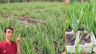 Đi Tham Quan Vườn Nha Đam Mỹ Ở Huyện Bình Chánh Và Cái Kết Hết Hồn || CÂY NHA ĐAM