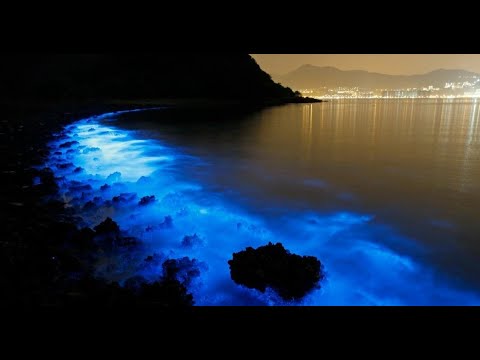 DUB TECHNO Acid Trippy - Dark Atmospheric PSYCHEDELIC OCEAN WAVES AT NIGHT / Minimal Mix 2022