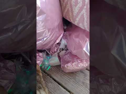 Mercedes Hiding in Balloon Bouquet